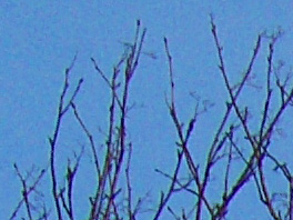HP Photosmart R967 - daylight 1 fragment 1