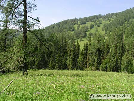 Горный Алтай - типичный пейзаж