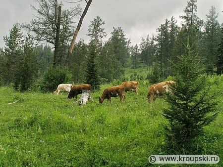Алтайские горные коровы