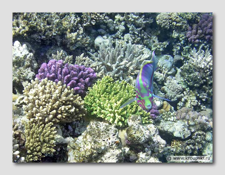Двуцветная рыбка в кораллах