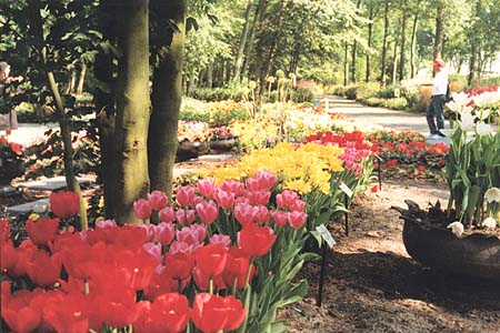 Floriade 2002. Тюльпаны