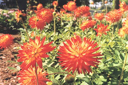 Floriade 2002. 