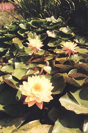 Floriade 2002. Водные лилии